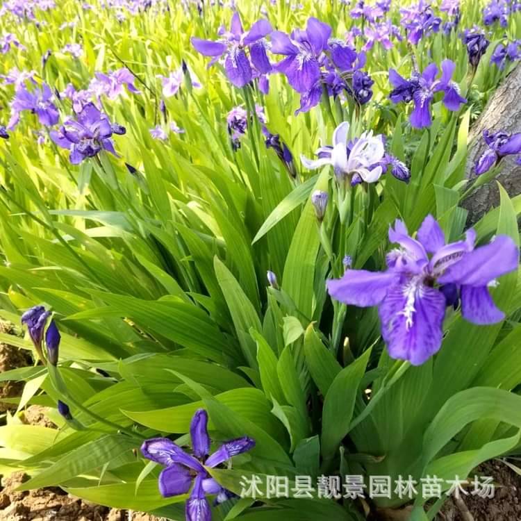 (1ต้น) ต้น ไอริส สีม่วง purple iris tree / saranrak