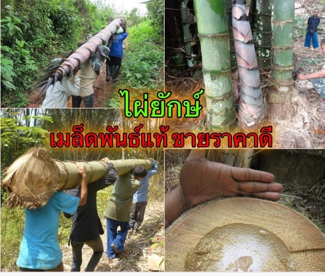 เมล็ดพันธ์ไผ่ยักษ์ ไผ่ยักษ์น่าน ไผ่ยักษ์ ต้นไผ่ ต้นไผ่ยักษ์ ไผ่ เมล็ดไผ่ เมล็ดไผ่ยักษ์