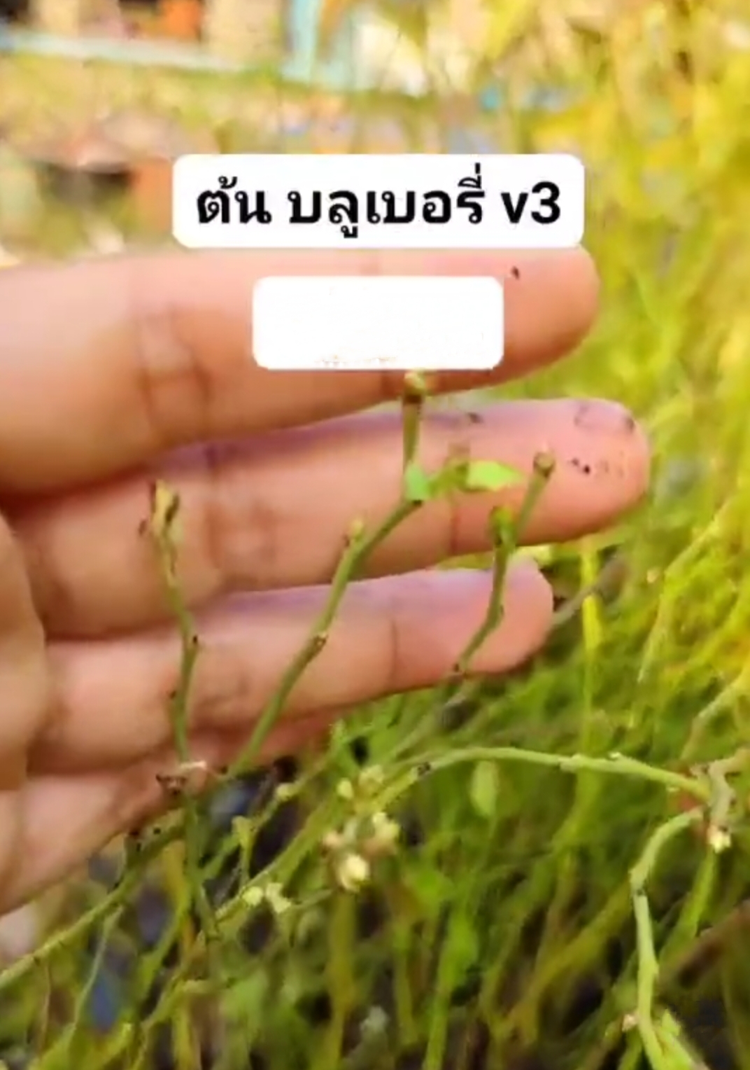 (1ต้น) ต้น ต้นบลูเบอรี่ ต้นบลูเบอร์รี่ บลูเบอรี่ พันธุ์ v3 วีสาม Blueberry บิวตี้หมายเลข 1 / saranrak