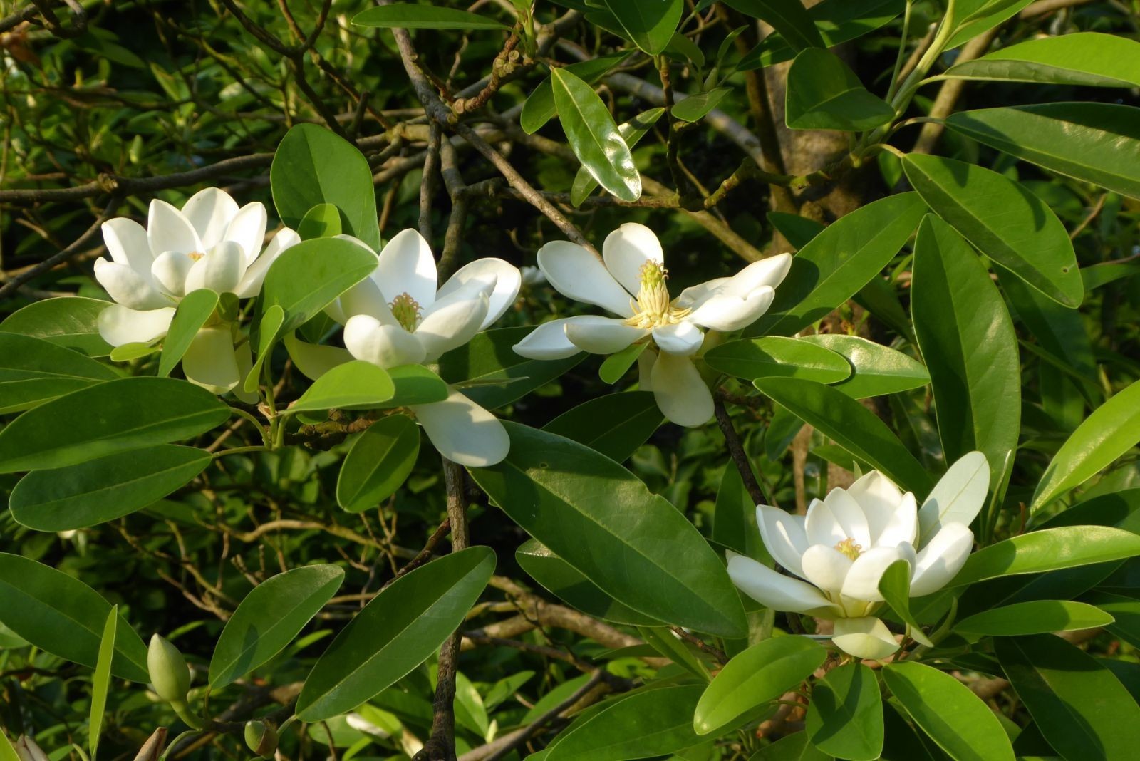 แมกโนเลียเวอร์จิเนียน่า Magnolia virginiana สวีทเบย์ แมกโนเลีย Sweetbay Magnolia / apahcin /nivan
