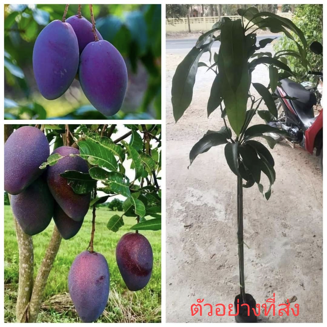 (1ต้น) ต้น มะม่วงน้ำดอกไม้ มะม่วง สีม่วง ตอนกิ่ง / Navin
