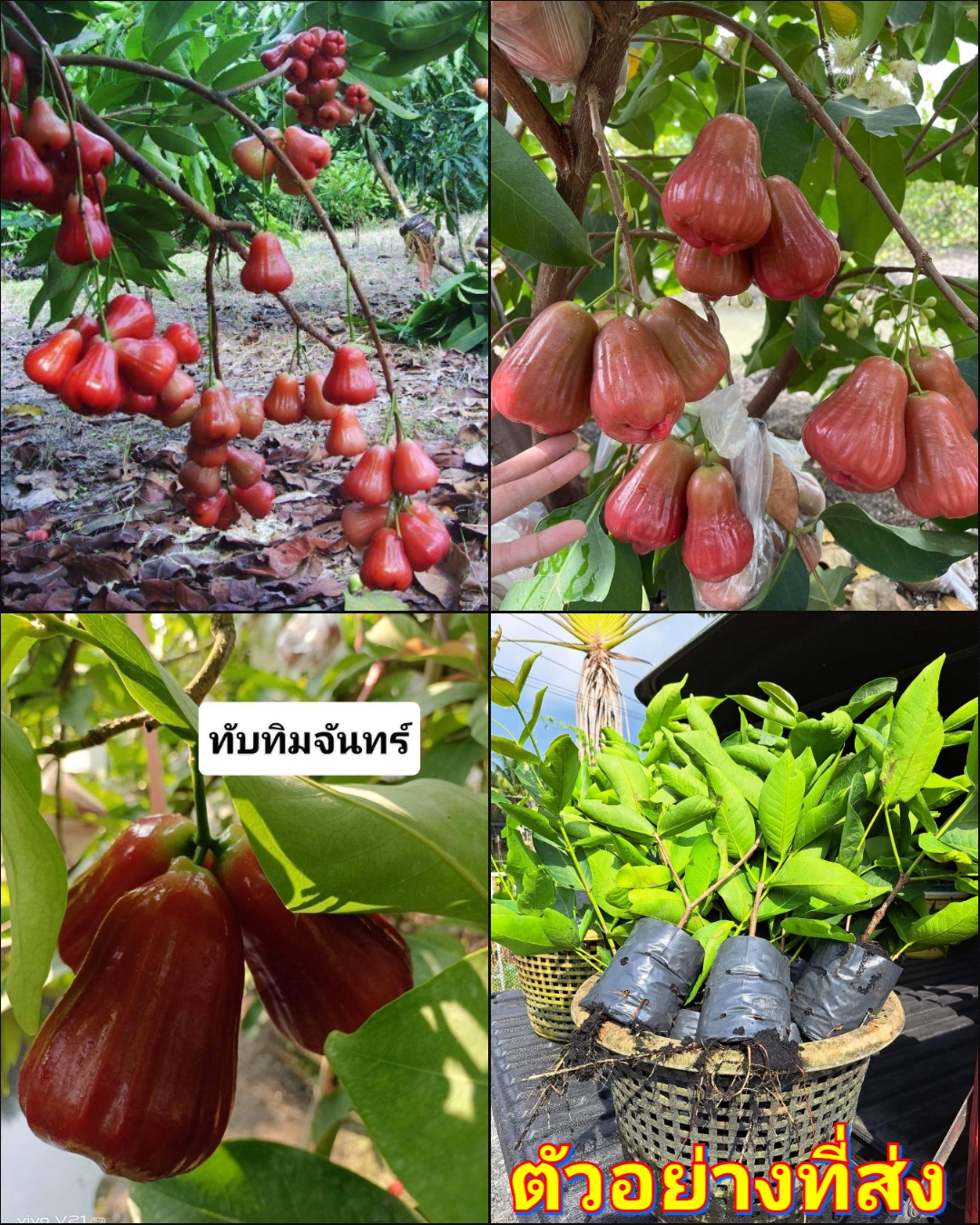 (2ต้น) ต้น ชมพู่ทับทิมจันทร์ ต้นชมพู่ทับทิมจันทร์ Eugenia Javaniea lamk / บุญนภาวงศ์
