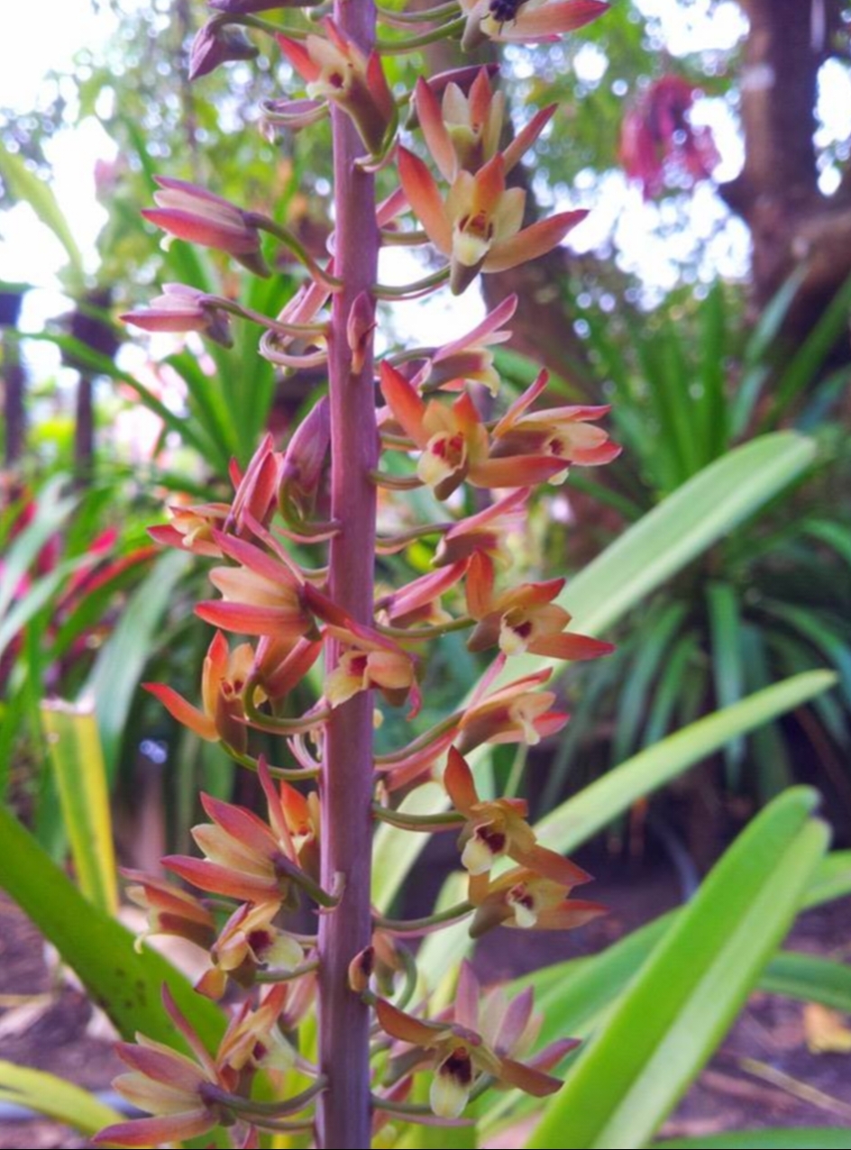 ว่านอึ่ง Eulophia macrobulbon / ahcta
