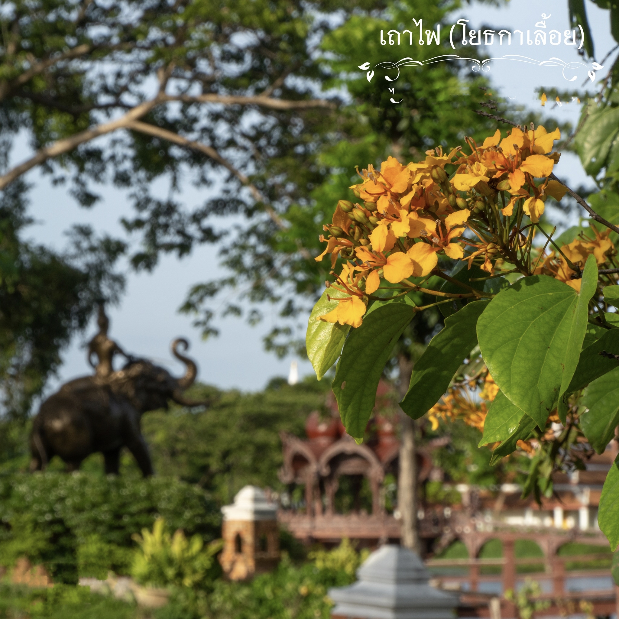 ต้นโยทะกาเลื้อย ระย้าย้อย หรือ เถาไฟ Bauhinia integrifolia Roxb. Phanera integrifolia Benth / eedwattan