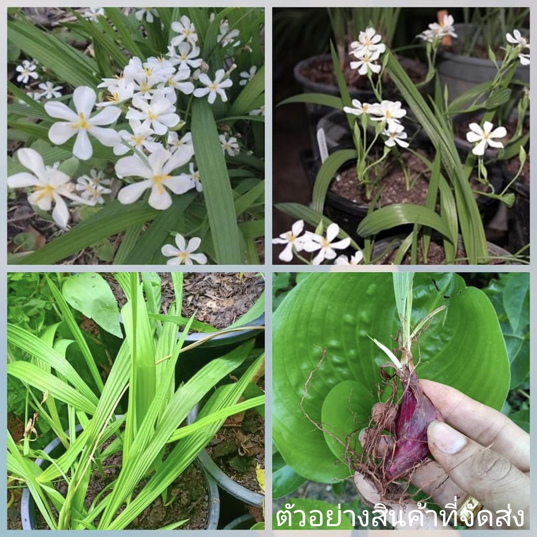 (10หัว)(ขาย หัวพันธุ์) ดอก ต้น หัว ว่านข้าวแแผ่ ว่านหอมแดง ว่าน ข้าวแแผ่ ว่านมงคล