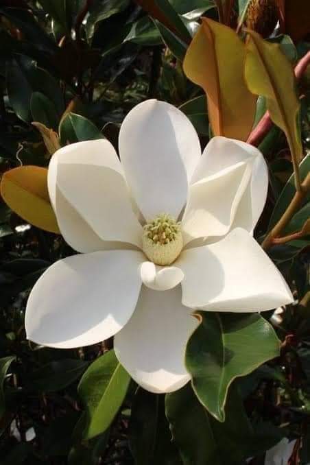 (1ต้น) สูง 80cm ต้น แมกโนเลีย แกรนด์ดิฟฟอร่า Magnolia grandiflora ตอนกิ่ง / Navin