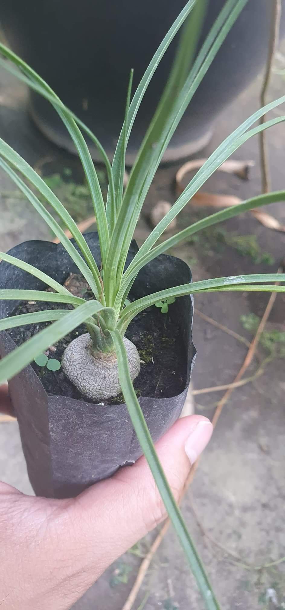 (2ต้น) ต้น แส้ม้าใบฟ้า ต้นแส้ม้าใบฟ้า ต้นแส้ม้า ใบฟ้า beaucarnea gracilis พิชิต