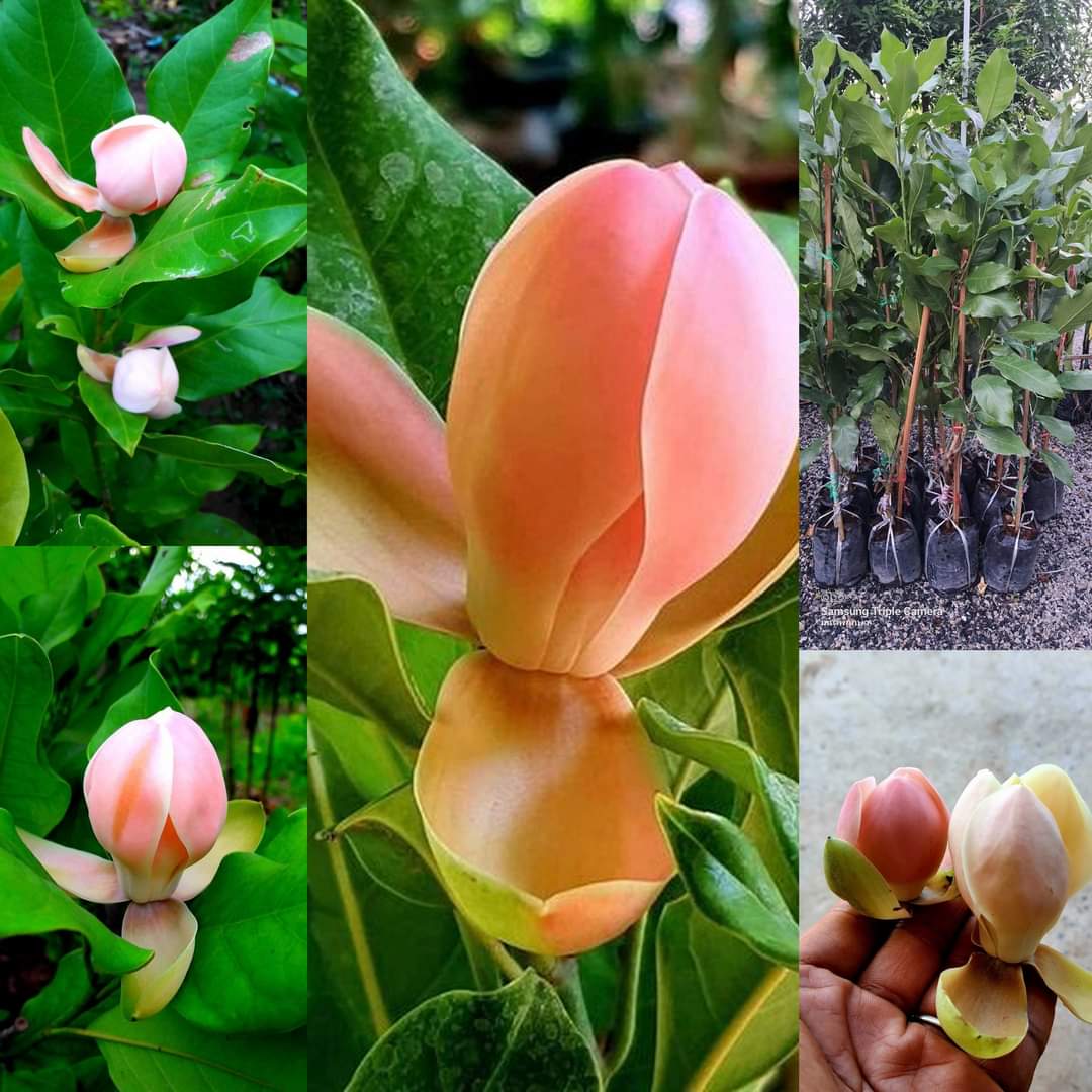 (1ต้น) สูง 50-60cm ต้น ยี่หุบสวรรค์ ต้นยี่หุบสวรรค์ / นาวิน