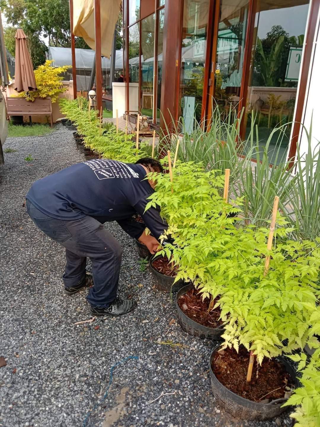 (1ต้น) ต้น เกษมณีสีทอง เมเปิ้ลเขียว เมเปิ้ลไทย Melia azedarach เลี่ยนทอง นารี เกรียน เฮี่ยน เลี่ยนดอกม่วง ลำเลี่ยน ลั้วะ โขวหนาย ขู่เลี่ยน ขู่เลี่ยนซู่ Bastard cedar, Bead tree Chaina tree Chinaball tree Persian lilac White cedar Melia azedarach L / Pongk