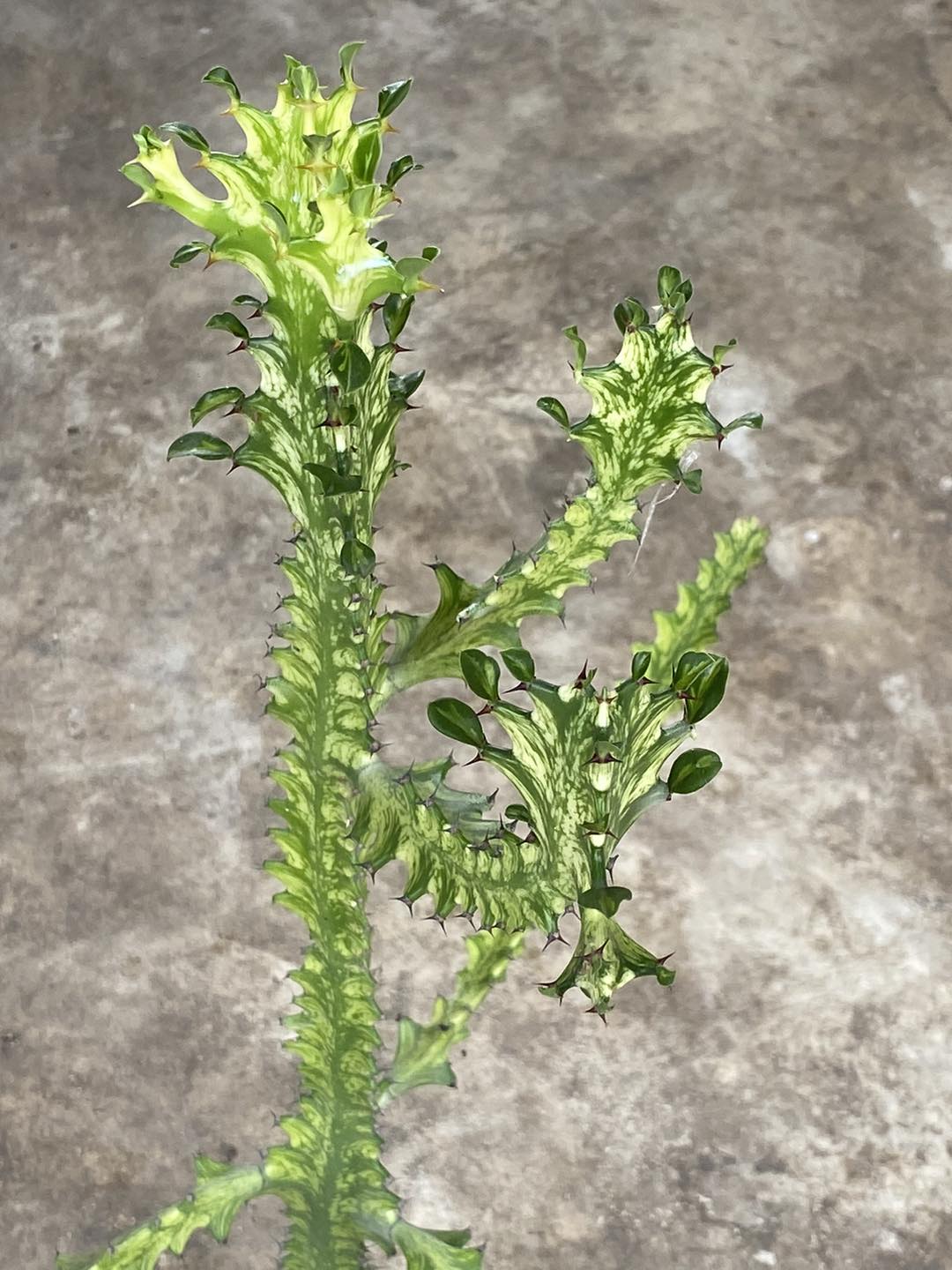 (1ต้น) ต้น ยูโฟเบีย สลัดไดด่าง Euphorbia trigona variegated ต้นสลัดไดด่าง / สวนต้นไม้ตายาย สำเนา