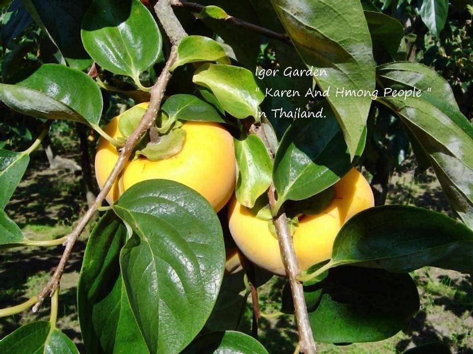 (1ต้น) ต้น พลับหวาน พันธุ์ ฟูยู่ ฟูยู ฟู่ยู่ Fuyu Persimmons plub ต้นพลับ ลูกพลับ พลับ หวาน พันธุ์แท้ 100% เสียบยอด / พิสุทธิ์