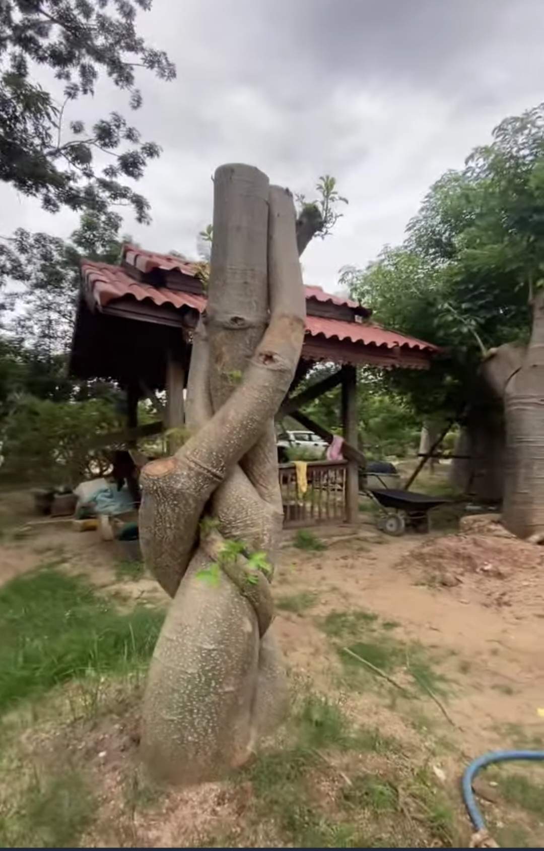 ต้นเบาบับดิจิทาทา พันธุ์ต้นอ้วน Adansonia digitata baobab / eertnom