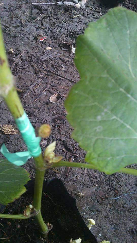 (1ต้น) ต้น องุ่น ต้นองุ่น แบบ กิ่งตอน และ แบบตอ Grapevine grape ไวท์มะละกา แบล็คโอปอร์ ไซมัสคัส ไวท์เฟรมซีดเรท รูดพอเรด บิวตี้ เฟลม คามีนัล คริมสัน ซีดเรท แรมโป้ rembo นิ้วแม่มด สการ์ล๊อตตาร์ ไวกิ้ง / Bunnapawong
