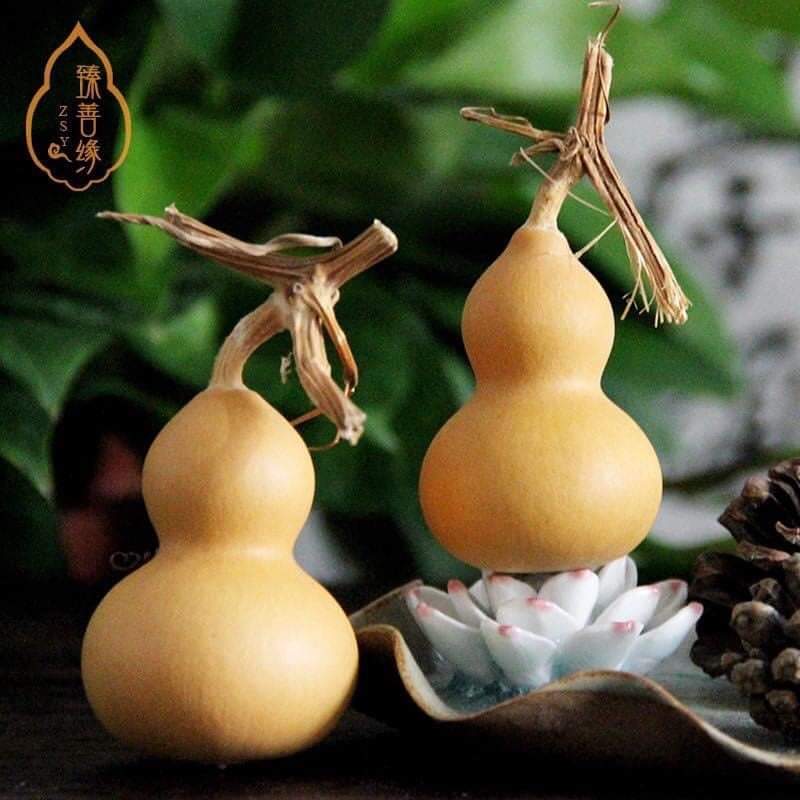 (ขาย เมล็ด ) เมล็ด น้ำเต้ามงคล นำโชค เมล็ดน้ำเต้ามงคล เมล็ดน้ำเต้า น้ำเต้า มงคล นำโชค / ส่งออก