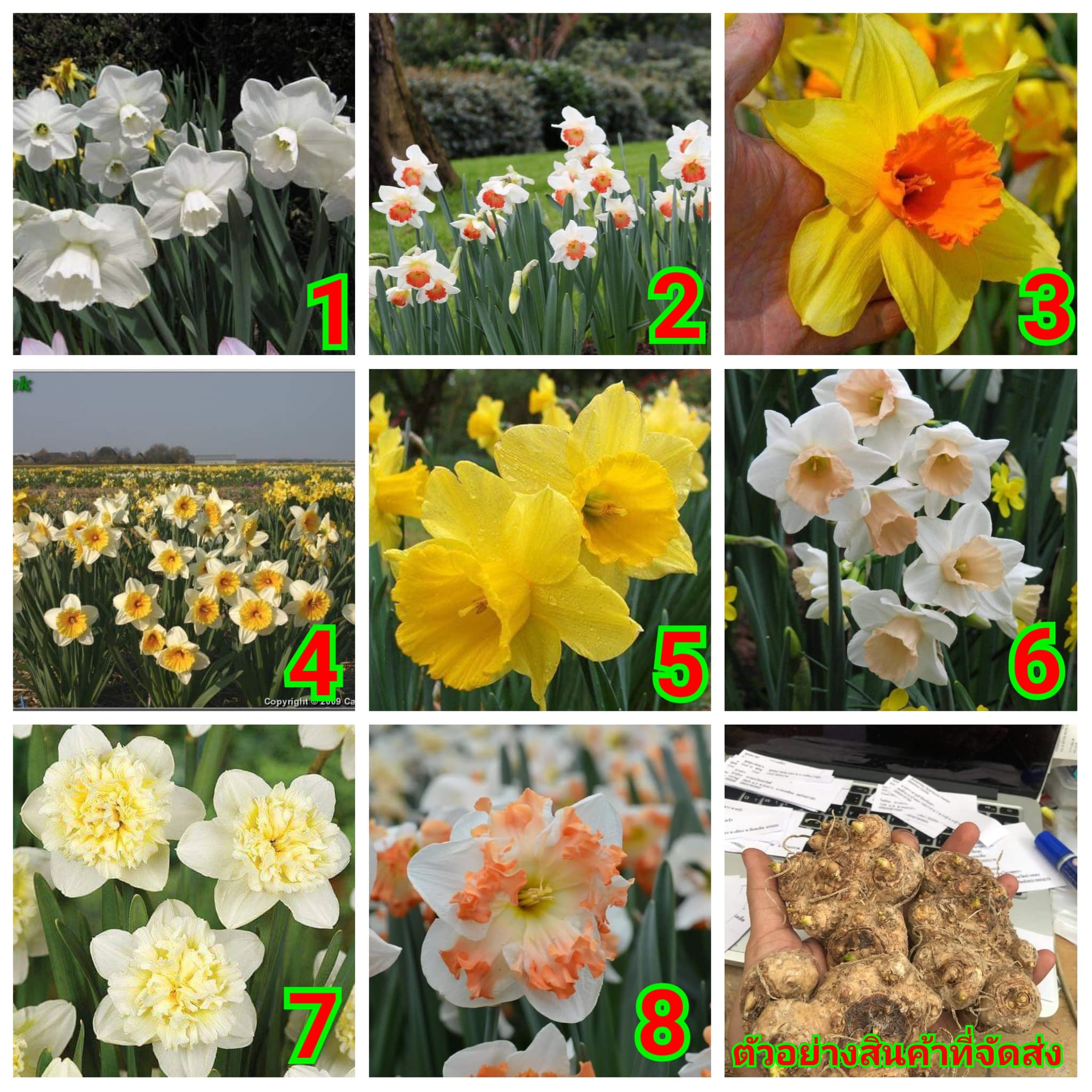(จำหน่าย หัวพันธุ์) ต้น ดอก แดฟโฟดิล daffodil DAFFODIL มาปลูกดอกไม้ ให้บ้านคุณสวยสดใส ด้วยดอกไม้หลากสีกันจ้า huawan