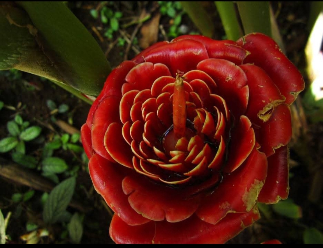 ดอก ต้น หน่อ เหง้า ดาหลา ดาหลากุหลาบ สยาม ต้นดาหลา ดอกดาหลา กาหลากุหลาบ สีแดง Siam rose Rose of Siam torch ginger / Sao 2