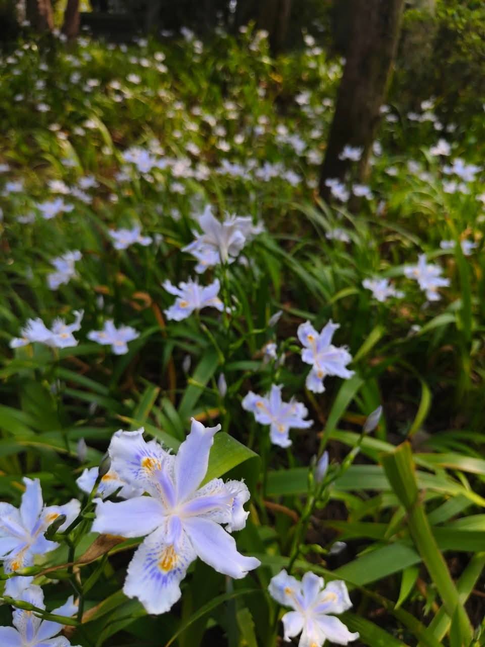ต้นไอริสภูเขา ต้นไอริสยา ไอริสภูเขา ไอริสยา ต้นไอริส ภูเขา 扁竹兰 Iris confusa Sealy / klisnus