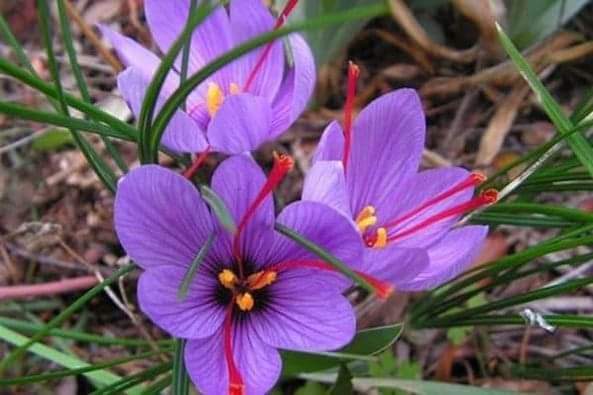 (1หัว) หญ้าฝรั่น หญ้า ฝรั่น ( ฝะหรั่น ) หรือเรียกว่า Saffron Crocus / ศรัณย์รักษ์