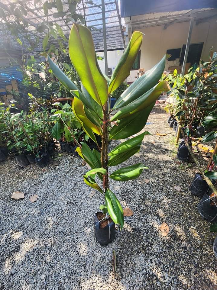 (1ต้น) สูง 80cm ต้น แมกโนเลีย แกรนด์ดิฟฟอร่า Magnolia grandiflora ตอนกิ่ง / Navin