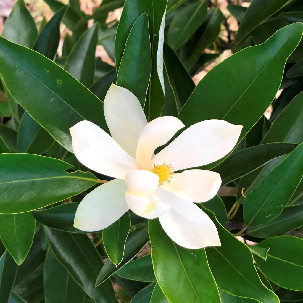 แมกโนเลียเวอร์จิเนียน่า Magnolia virginiana สวีทเบย์ แมกโนเลีย Sweetbay Magnolia / apahcin /nivan
