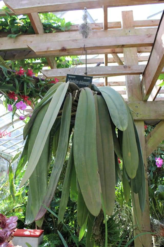 (1กอ)(ขาย ต้นพันธุ์) ดอก ต้น สิงโตฟาแลน ไม้ดึกดำบรรพ์ bulbophyllum phalaenopsis เอื้อง กล้วยไม้ orchidery