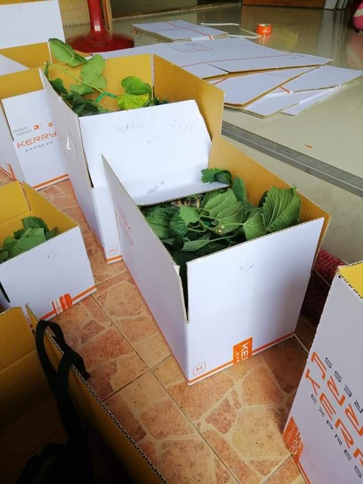 (1ต้น) ต้น องุ่น ต้นองุ่น แบบ กิ่งตอน และ แบบตอ Grapevine grape ไวท์มะละกา แบล็คโอปอร์ ไซมัสคัส ไวท์เฟรมซีดเรท รูดพอเรด บิวตี้ เฟลม คามีนัล คริมสัน ซีดเรท แรมโป้ rembo นิ้วแม่มด สการ์ล๊อตตาร์ ไวกิ้ง / Bunnapawong
