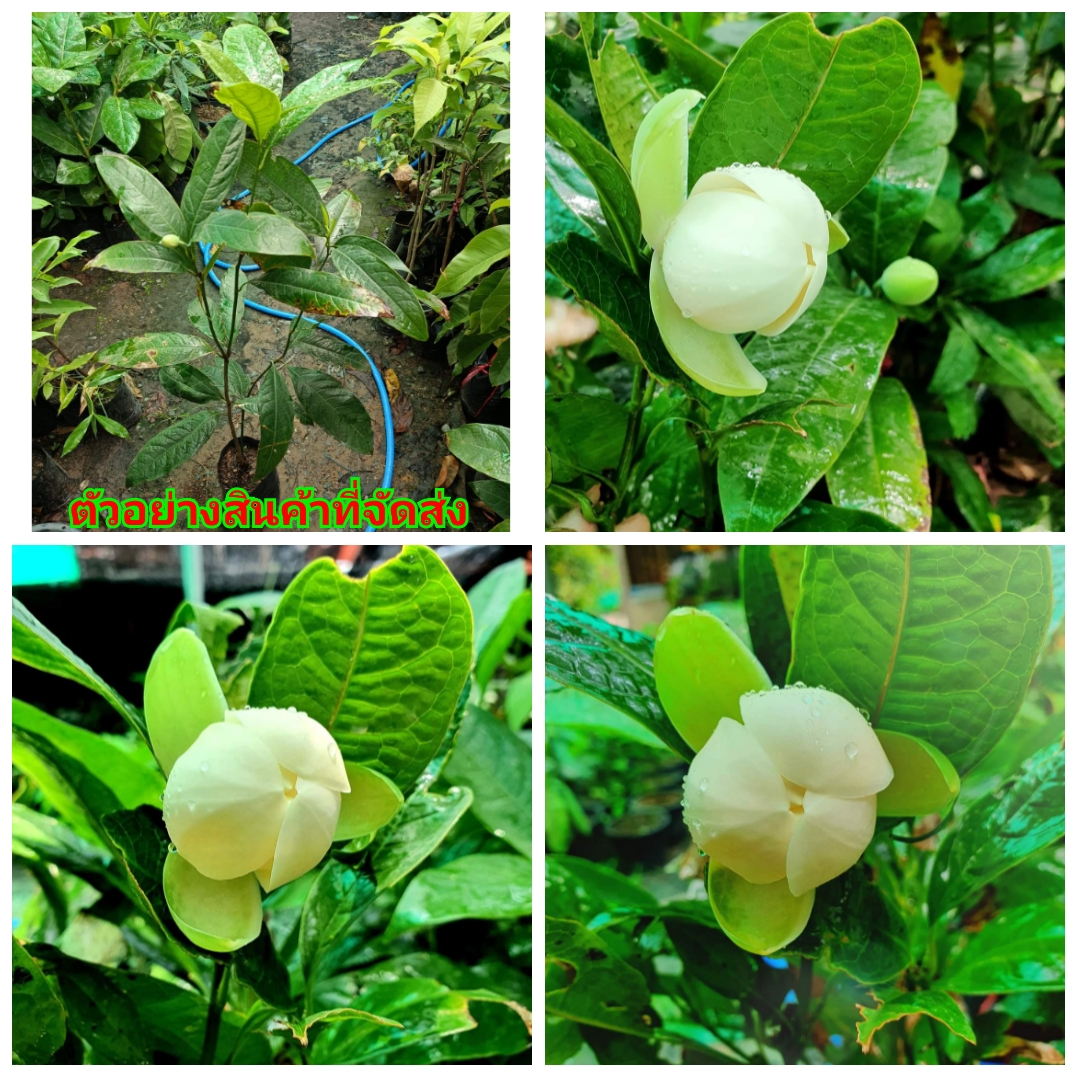 (ขาย ต้นพันธุ์) ดอก ต้น มาดามยี่หุบ Madame care tree yee hoob ไม้ไทยดอกหอม