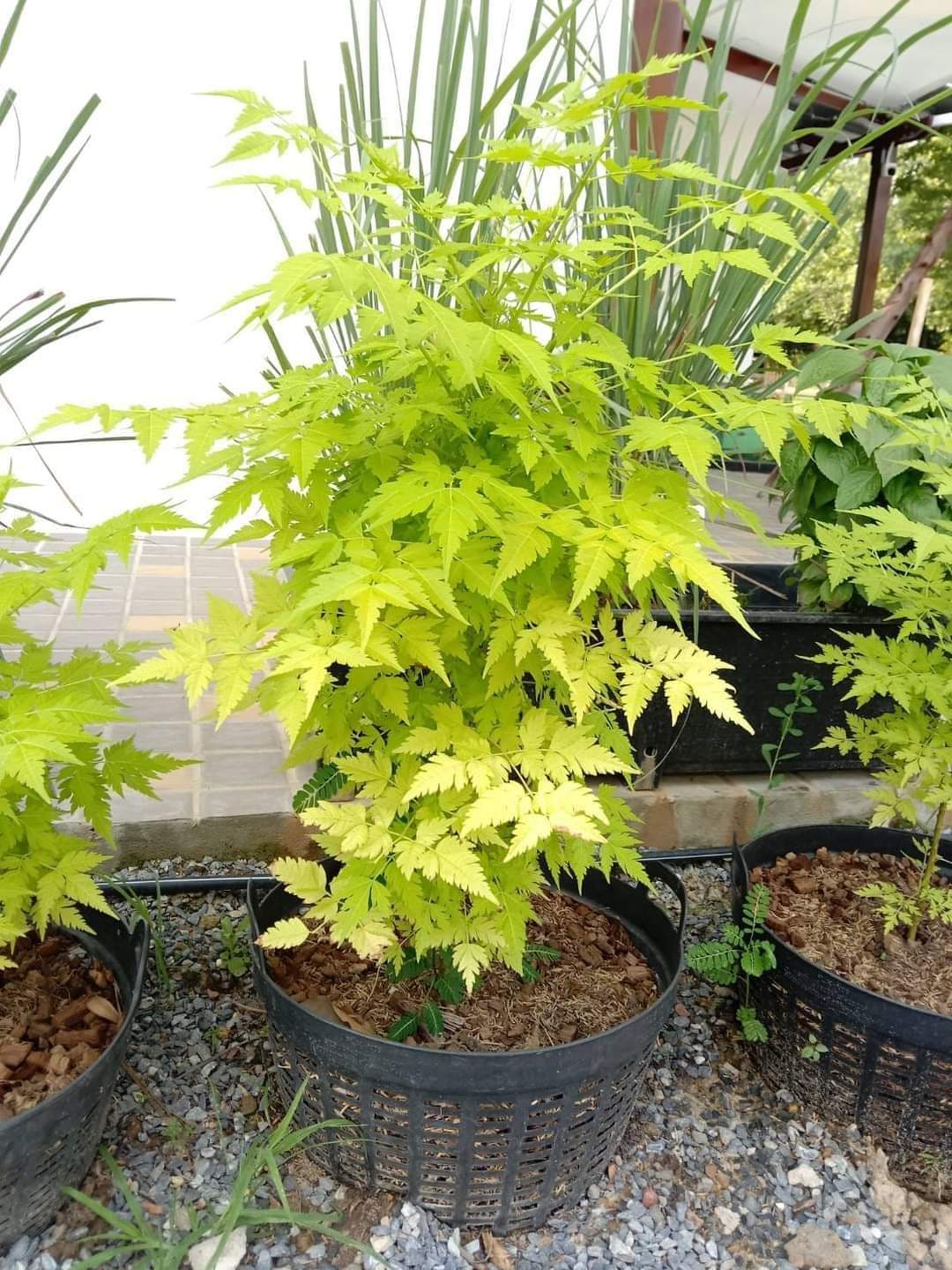 (1ต้น) ต้น เกษมณีสีทอง เมเปิ้ลเขียว เมเปิ้ลไทย Melia azedarach เลี่ยนทอง นารี เกรียน เฮี่ยน เลี่ยนดอกม่วง ลำเลี่ยน ลั้วะ โขวหนาย ขู่เลี่ยน ขู่เลี่ยนซู่ Bastard cedar, Bead tree Chaina tree Chinaball tree Persian lilac White cedar Melia azedarach L / Pongk