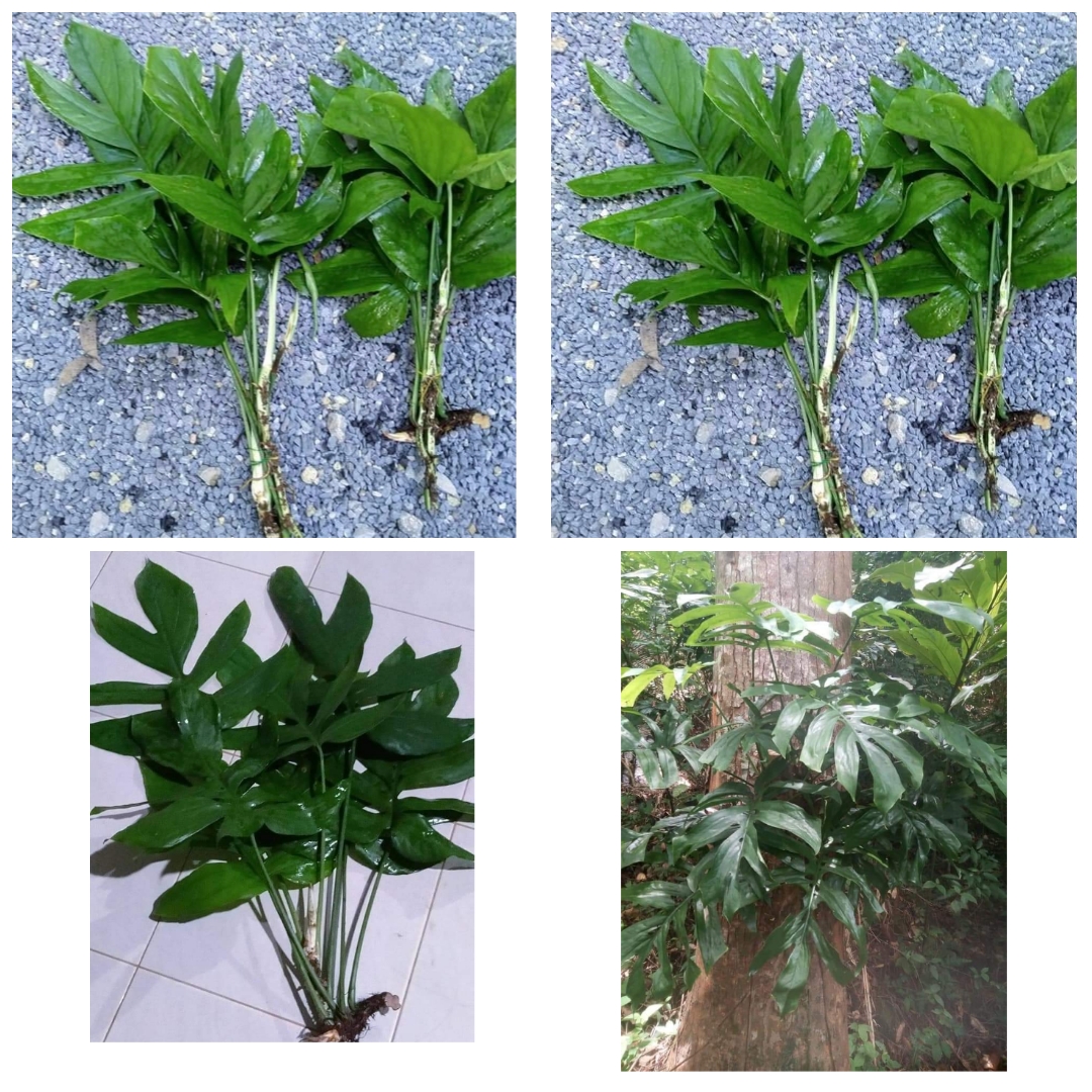 (ขาย กิ่งพันธุ์) ก้าน กิ่ง ต้น มอนสเตอร่า ป่า Monstera Anantaporn
