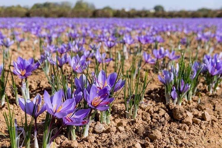(1หัว) หญ้าฝรั่น หญ้า ฝรั่น ( ฝะหรั่น ) หรือเรียกว่า Saffron Crocus / ศรัณย์รักษ์