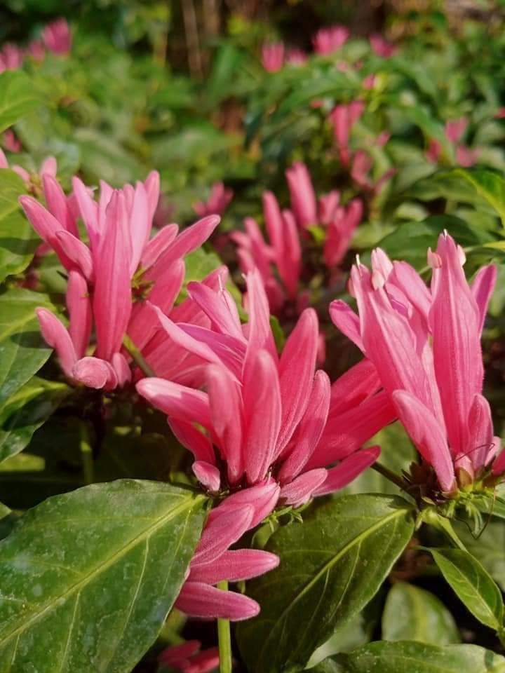 (ขาย ต้นพันธุ์) ดอก ต้น ต้นราตรีสีชมพู ต้นราตรี สีชมพู ราตรี fadel