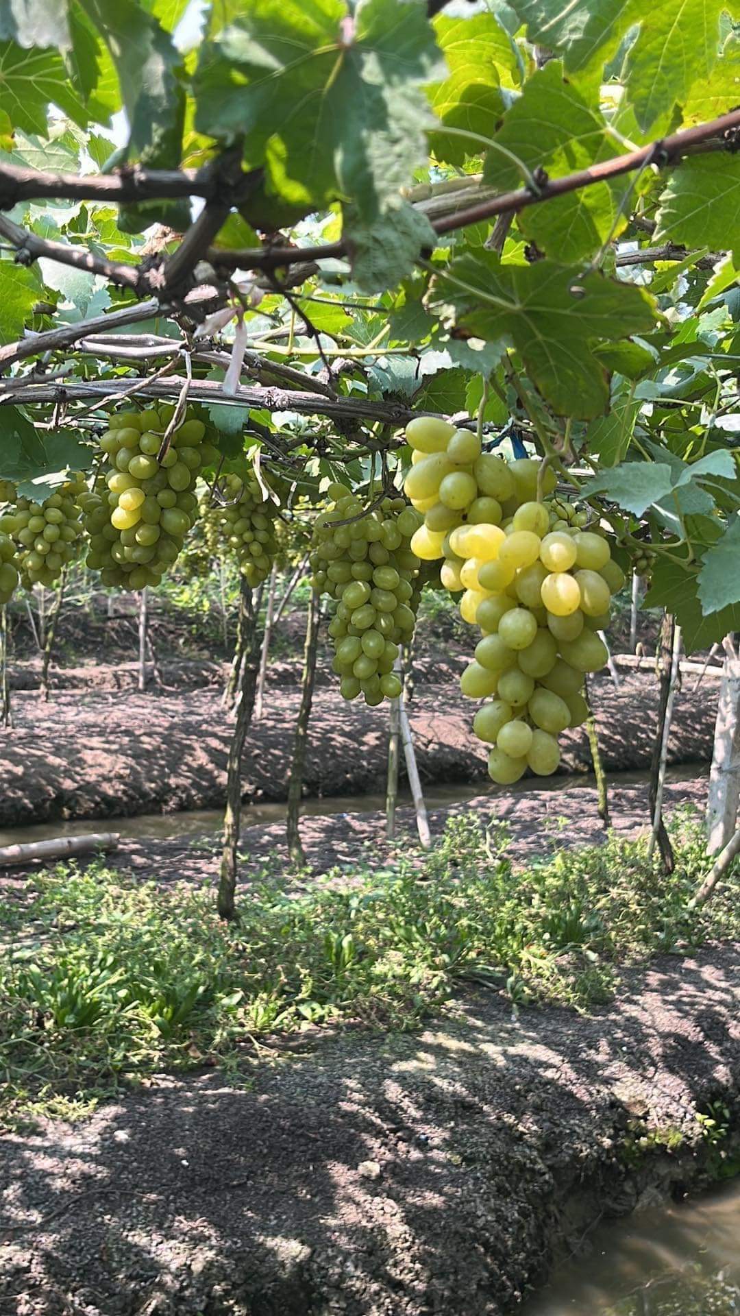(1ต้น) ต้น องุ่น ต้นองุ่น แบบ กิ่งตอน และ แบบตอ Grapevine grape ไวท์มะละกา แบล็คโอปอร์ ไซมัสคัส ไวท์เฟรมซีดเรท รูดพอเรด บิวตี้ เฟลม คามีนัล คริมสัน ซีดเรท แรมโป้ rembo นิ้วแม่มด สการ์ล๊อตตาร์ ไวกิ้ง / Bunnapawong