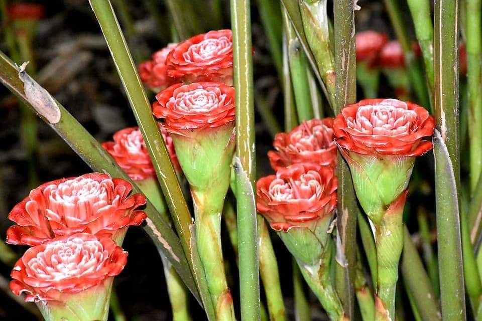 ดอก ต้น หน่อ เหง้า ดาหลา ดาหลากุหลาบ สยาม ต้นดาหลา ดอกดาหลา กาหลากุหลาบ สีแดง Siam rose Rose of Siam torch ginger / Sao 2