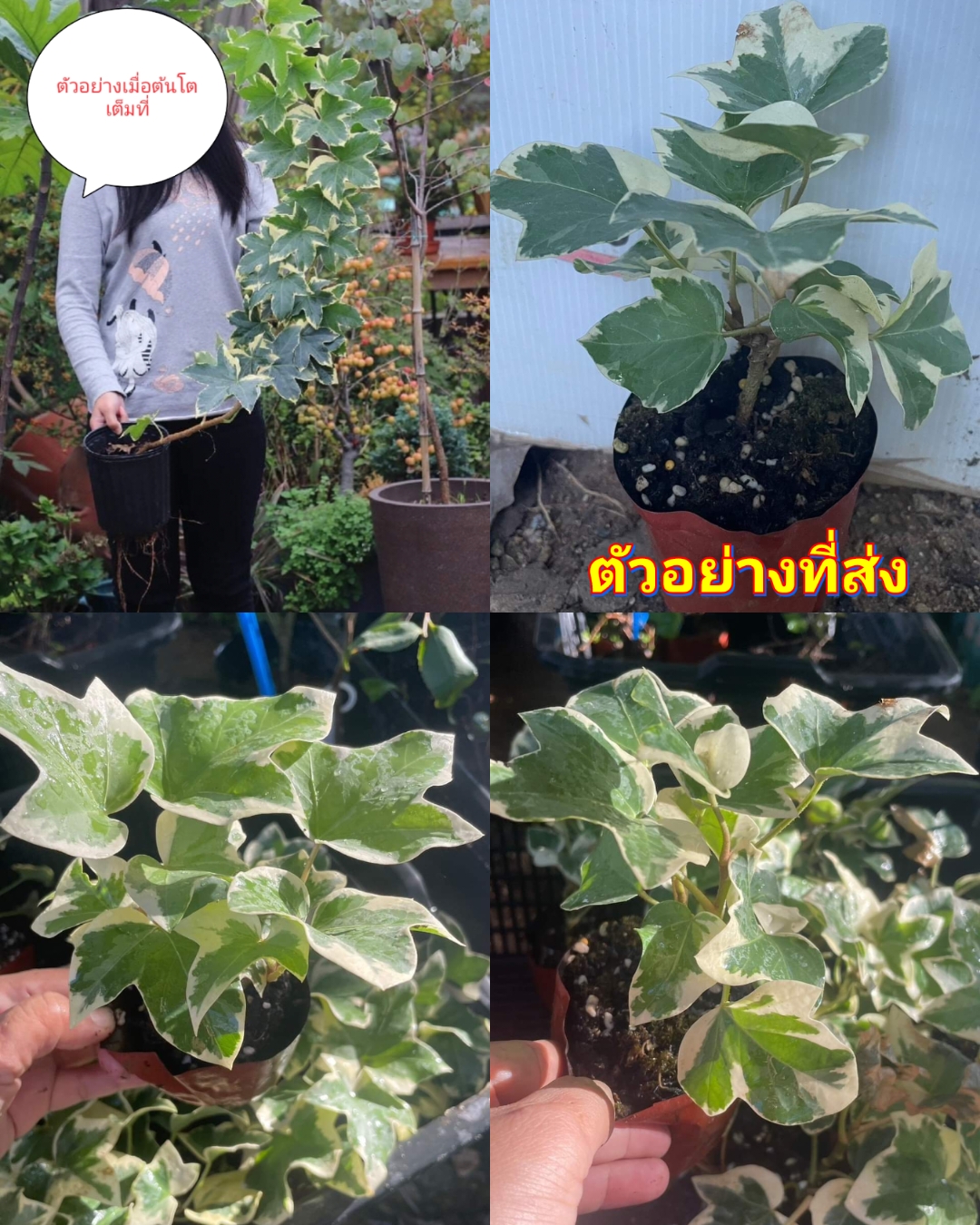 (1ต้น) ต้น ไอวี่ยักษ์ ต้นไอวี่ยักษ์ ต้นไอวี่ ยักษ์ / ศรัณย์รักษ์