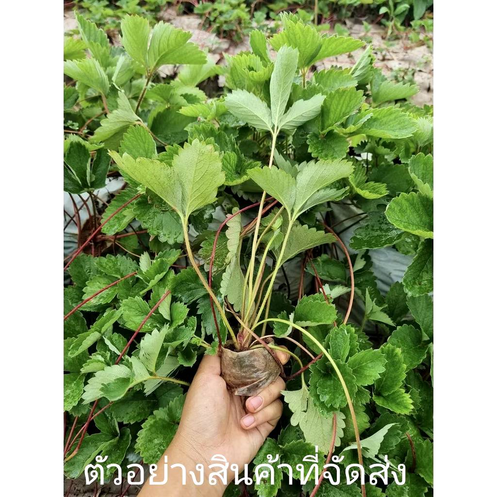 มี 17 สายพันธุ์ ต้น สตอเบอรี่ ต้นสตอเบอรี่ strawberry tree อากิฮิเมะ Akihime Aromas AE Angel Eight fronteras พิมพ์วรัตน์ พิ้งค์รูบี้ กาซาน่า Gasana Favette สวีทชาลี sweetcharlie Flavia from Italy Eweebreed แพรวา ดอกชมพู ราบิด้าพิ้ง Rabida Pink อเมริกันจัม