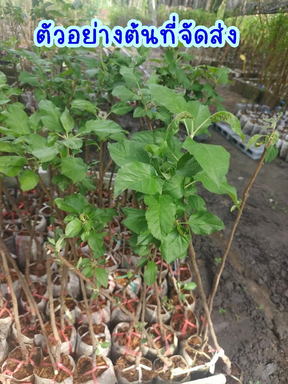 ต้น เสียบยอด สูง 50-60cm แอปเปิ้ล ต้นแอปเปิ้ล เนื้อแดง เซียงเฟย 红色香妃 Apple tree / klisnus