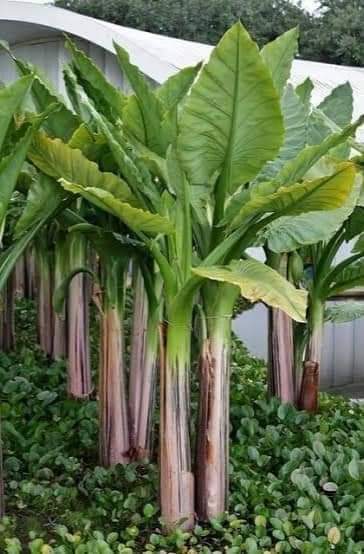 (3ต้น) ต้น กล้วยน้ำบราซิล - Typhonodorum lindleyanum กล้วยบราซิล หรือ กล้วยน้ำมาดากัสการ์ / Pongkarn