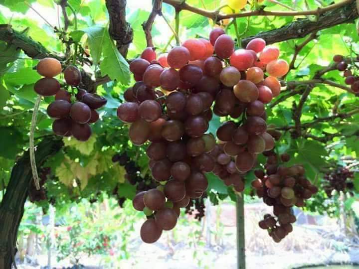 (1ต้น) ต้น องุ่น ต้นองุ่น แบบ กิ่งตอน และ แบบตอ Grapevine grape ไวท์มะละกา แบล็คโอปอร์ ไซมัสคัส ไวท์เฟรมซีดเรท รูดพอเรด บิวตี้ เฟลม คามีนัล คริมสัน ซีดเรท แรมโป้ rembo นิ้วแม่มด สการ์ล๊อตตาร์ ไวกิ้ง / Bunnapawong