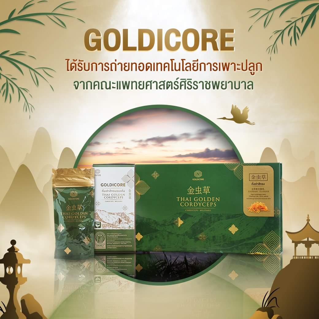 ถั่งเช่าสีทอง goldicore บำรุงสุขภาพ ถั่งเช่า