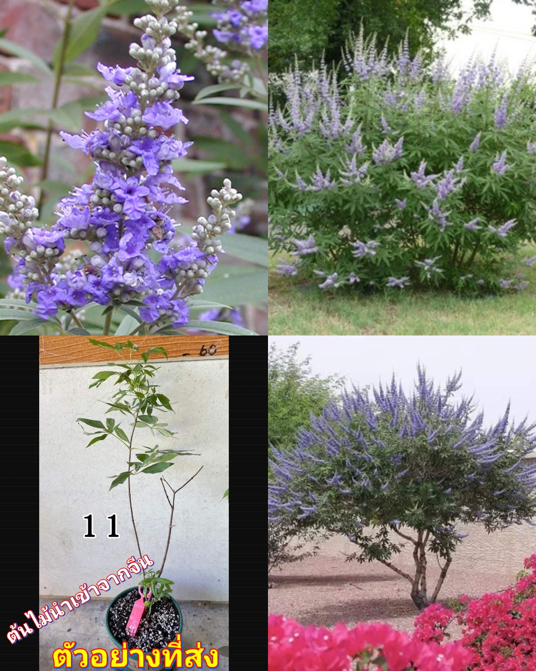 (1ต้น) ต้นไวเท็กซ์ Chaste Berry ไวเท๊กซ์ แอกนัส แคสตัส Vitex Vitex Agnus Castus / ศรัณย์รักษ์ สำเนา