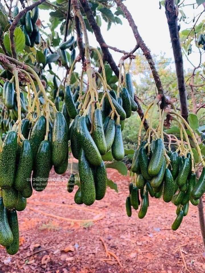 (1ต้น)(ขาย ต้นพันธุ์) ต้น อโวคาโด ไร้เมล็ด เวียดนาม ต้นอโวคาโด avocado พืชพันธุ์สร้างสวน