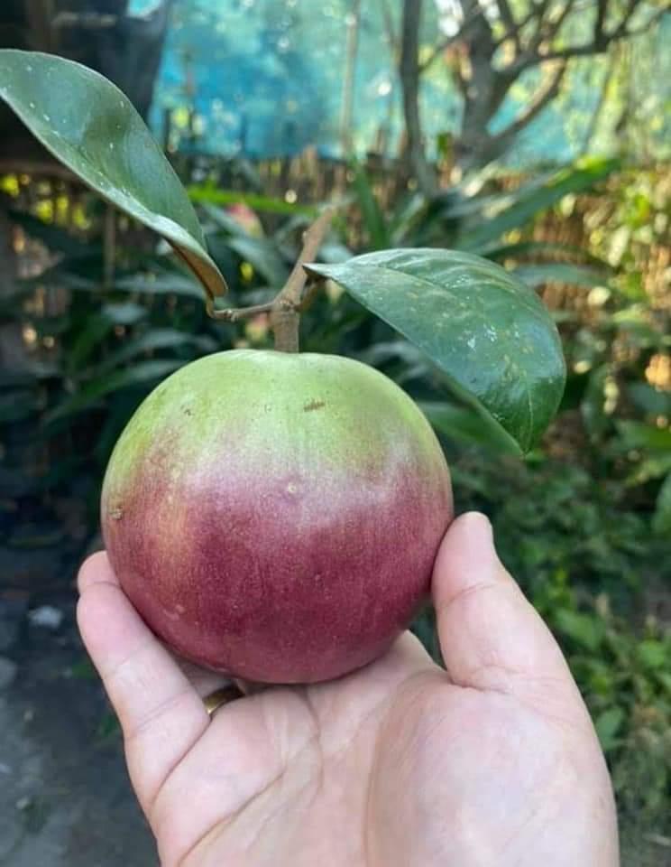 (4ต้น) ต้นแอปเปิ้ลสตาร์สีม่วง แอปเปิ้ลสตาร์ สตาร์แอปเปิ้ล / เยาวลักษณ์