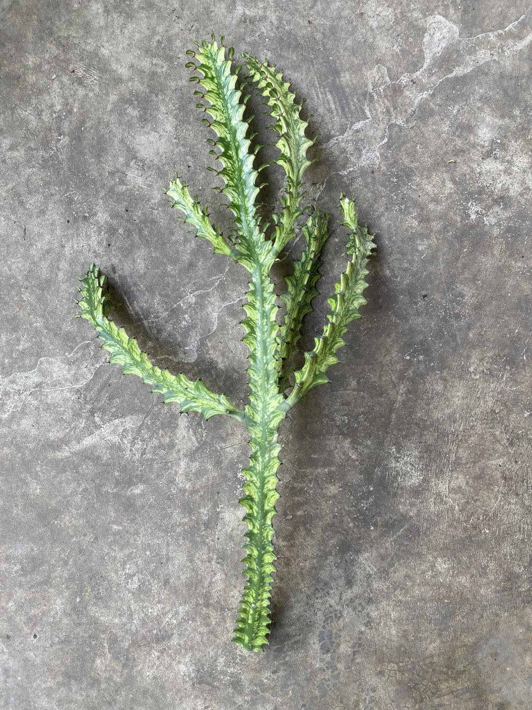 (1ต้น) ต้น ยูโฟเบีย สลัดไดด่าง Euphorbia trigona variegated ต้นสลัดไดด่าง / สวนต้นไม้ตายาย สำเนา