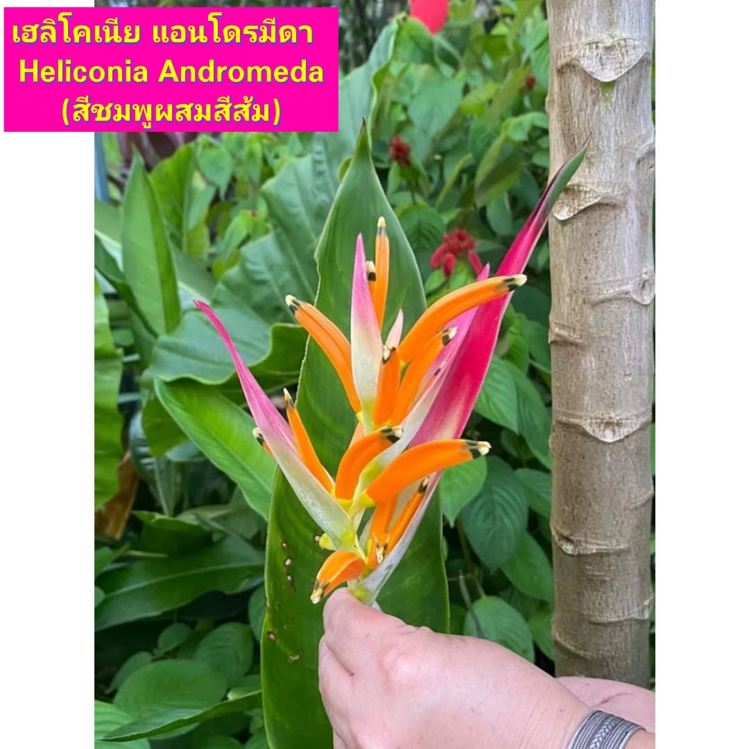 มี 13 สายพันธุ์ ให้เลือก ต้น หน่อ เหง้า เฮลิโคเนีย Heliconia เอ็กเซลซ่า excelsa คานารี่ สีเหลือง canari yellow คาลิเบียน Caribea โมเกน่า โปเกน่า bourgeana แอนโดรมีดา Andromeda ธรรมรักษา ก้ามกุ้ง เทมเพลส temptress เปโดร ออทิซ Pedro Ortiz คอลลินเซียน่า coll