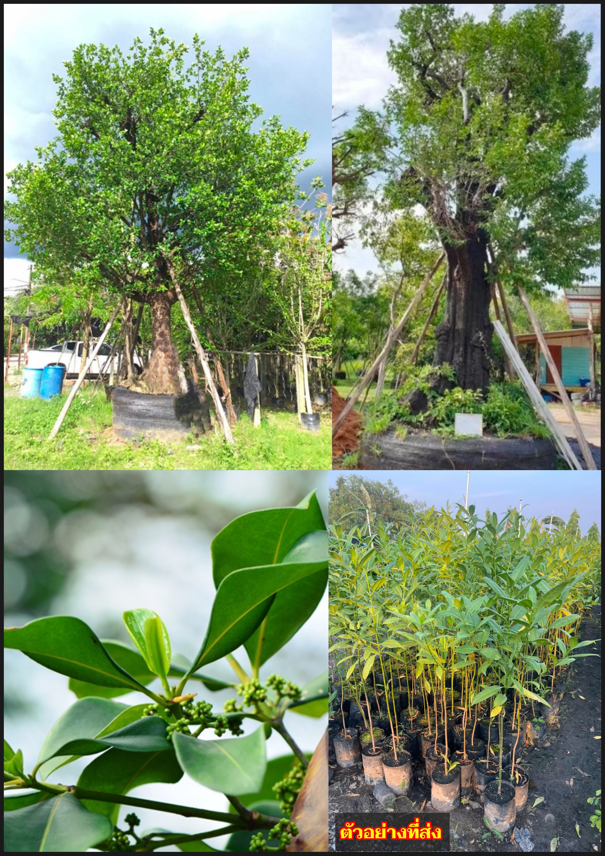 (1ต้น) ต้น สูง 50-60cm ต้นมั่งมี ไม้มงคล เฉียงพร้านางแอ Freshwater Mangrove Tree Carallia brachiata ต้นเพาะเมล็ด