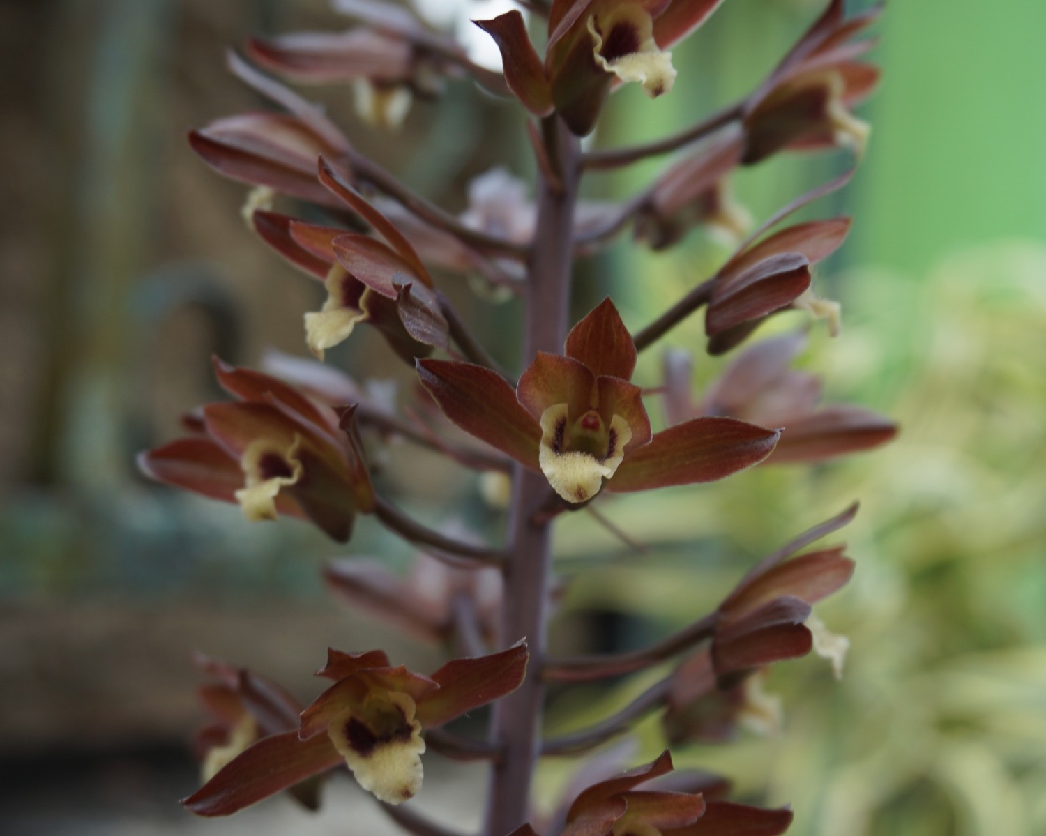 ว่านอึ่ง Eulophia macrobulbon / ahcta