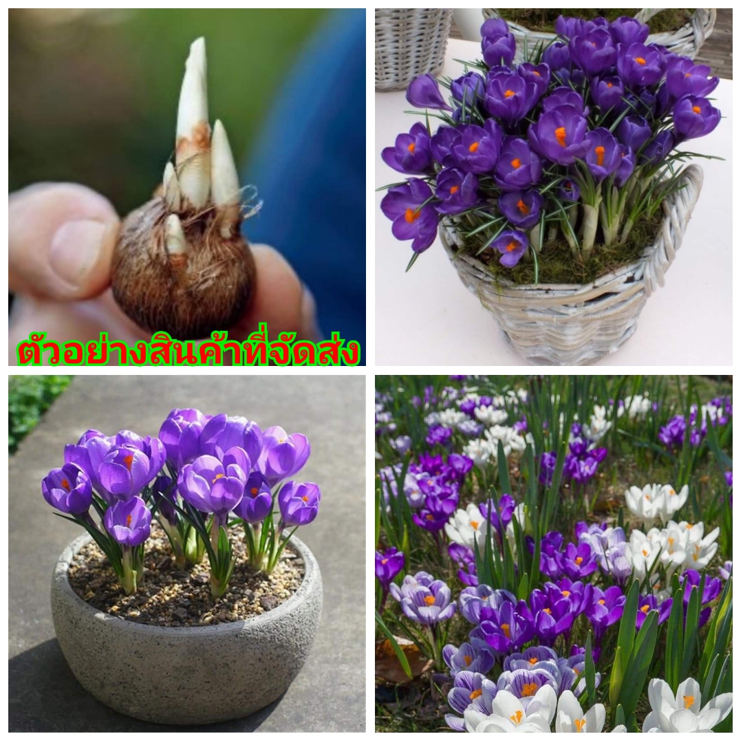 (ขายเป็นเซต8หัว) (ขาย หัว พันธุ์ ) ดอก ต้น เหง้า หัว หญ้าฝรั่น หญ้า ฝรั่น ( ฝะหรั่น ) หรือเรียกว่า Saffron