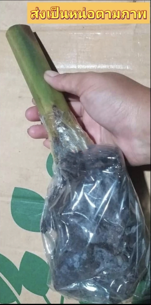 มี 13 สายพันธุ์ ให้เลือก ต้น หน่อ เหง้า เฮลิโคเนีย Heliconia เอ็กเซลซ่า excelsa คานารี่ สีเหลือง canari yellow คาลิเบียน Caribea โมเกน่า โปเกน่า bourgeana แอนโดรมีดา Andromeda ธรรมรักษา ก้ามกุ้ง เทมเพลส temptress เปโดร ออทิซ Pedro Ortiz คอลลินเซียน่า coll