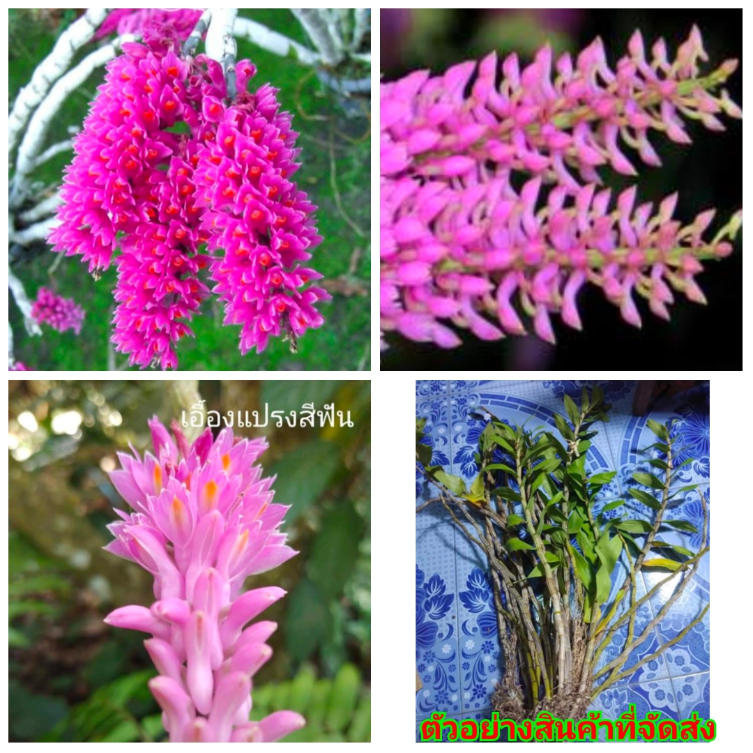 (1กอ) (ขาย ต้นพันธุ์) ต้น เอื้องแปรงสีฟัน เอื้อง แปรงสีฟัน กล้วยไม้ ป่า.ปลา