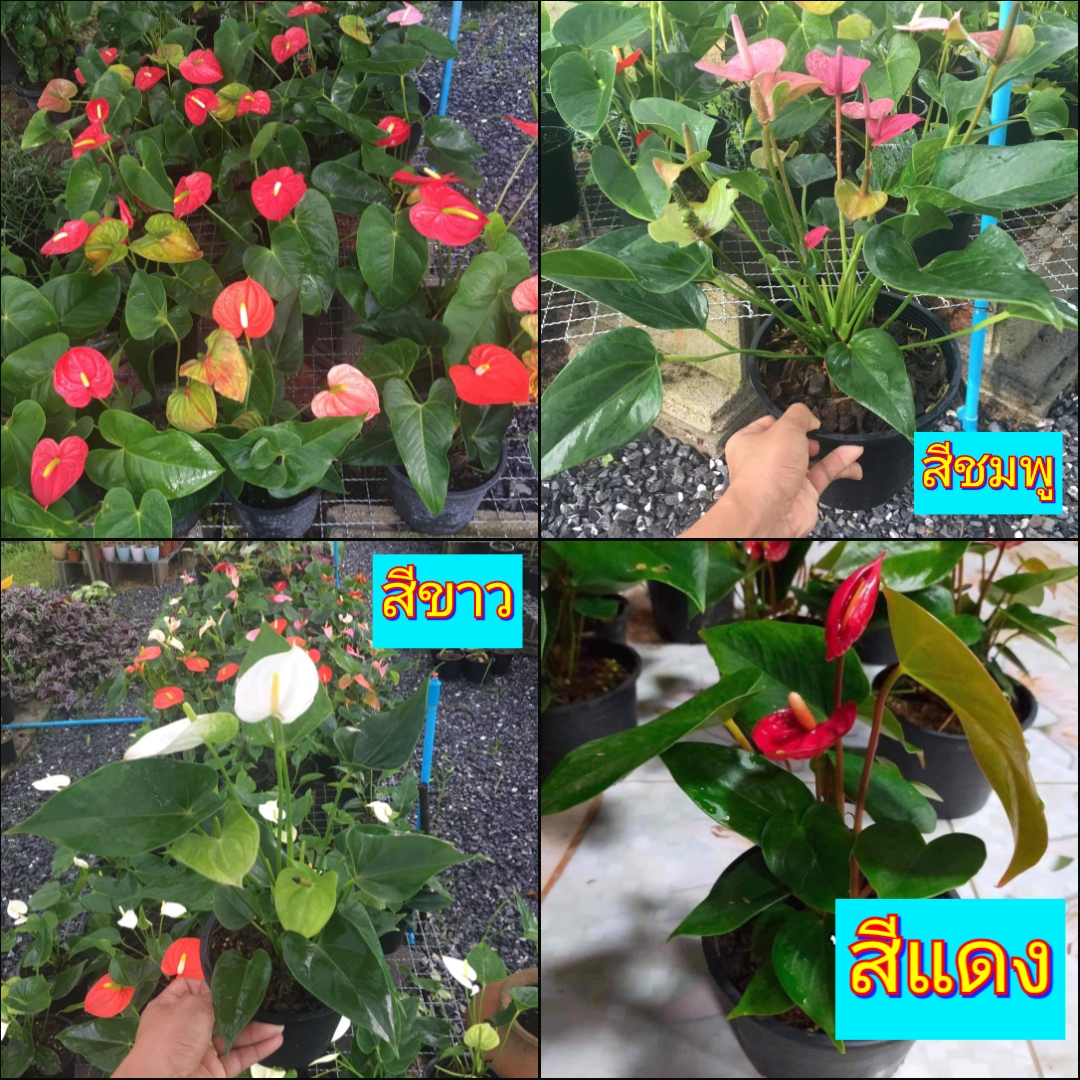 (สั่งขั้นต่ำ2กระถาง) ต้น ดอก ดอกหน้าวัว ต้นหน้าวัว ต้นดอกหน้าวัว หน้าวัว สี แดง ขาว ส้ม ชมพู Flamingo flower Tail flower ธนโชติ
